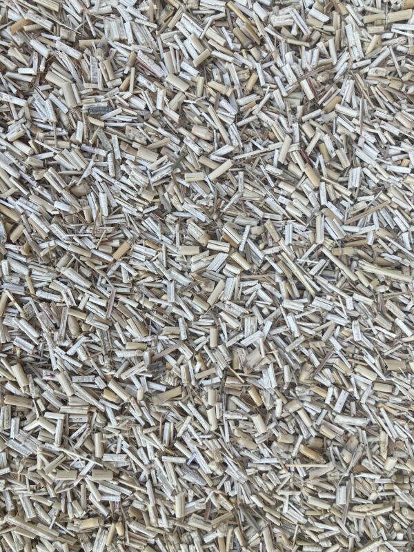 MISCANTHUS
